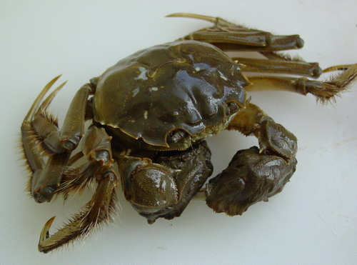 з